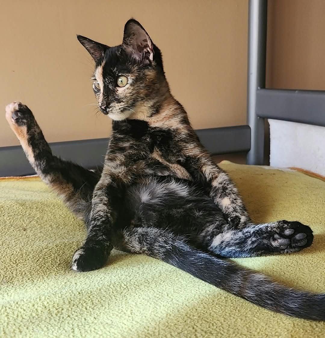 Enlarge Bambi, a Adoptable mixed breed in San Jose, CA image 6/6