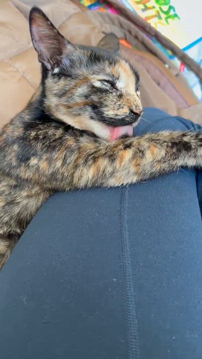Enlarge Bambi, a Adoptable mixed breed in sunnyvale, CA video 5/6