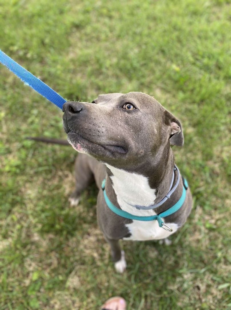 Diesel, Adult Male American Staffordshire Terrier