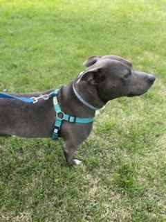Diesel photo 3
