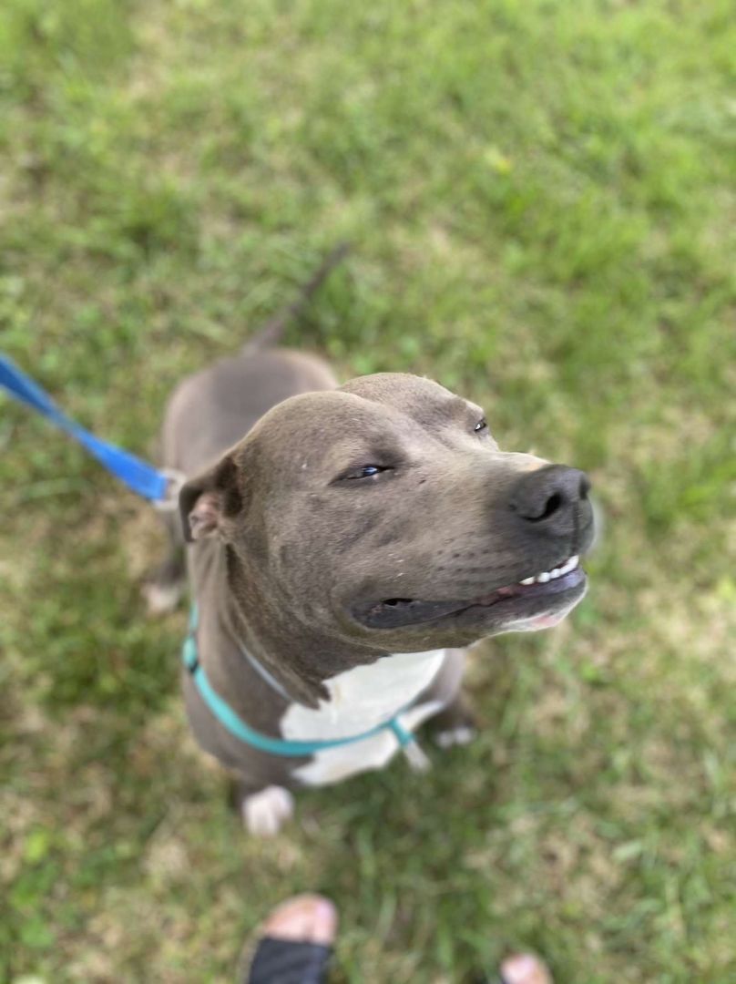 Diesel, a Adoptable mixed breed in Conover, NC image 4/8