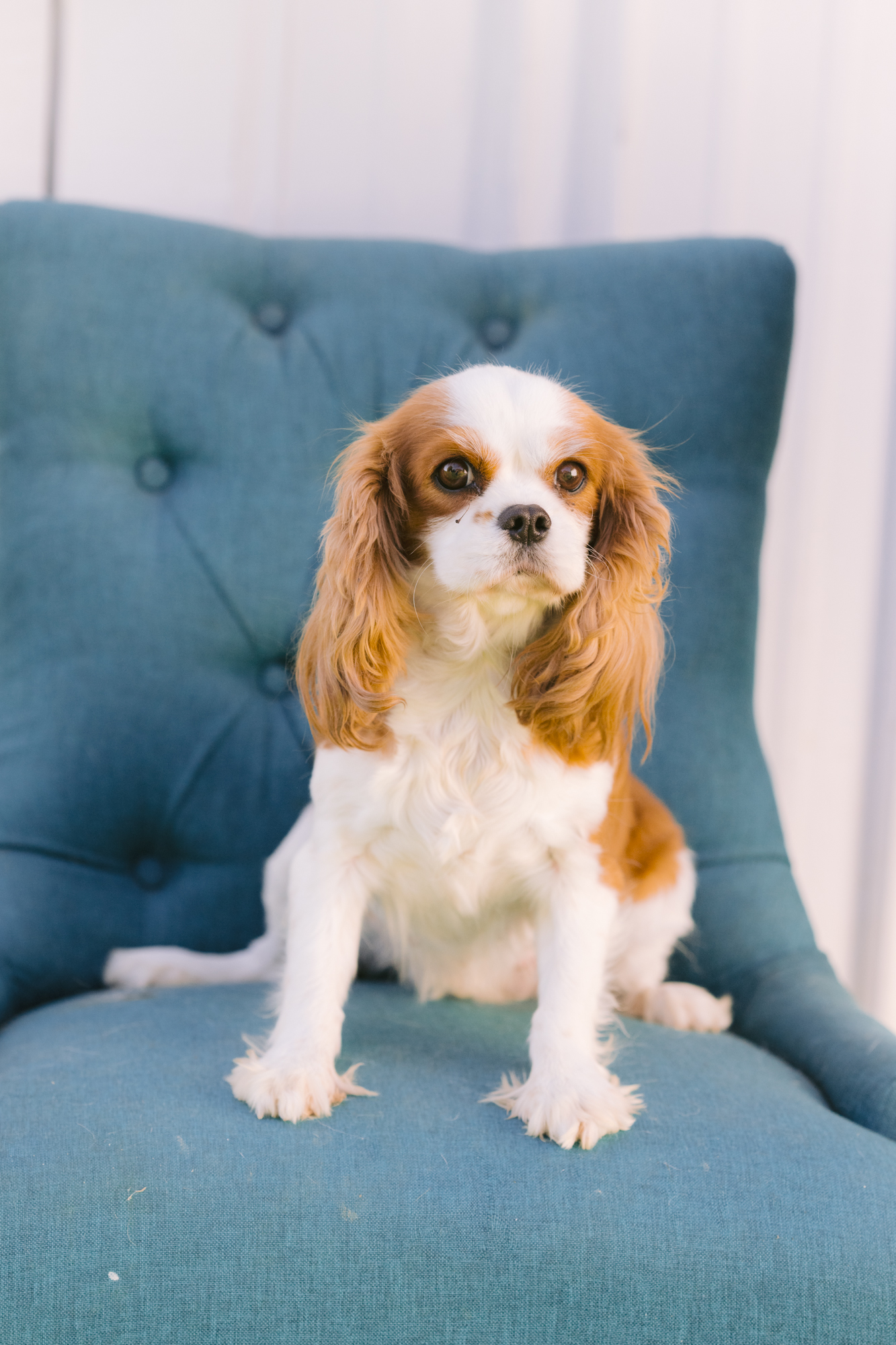 Dog for adoption Pearl, a Cavalier King Charles Spaniel in Zionsville
