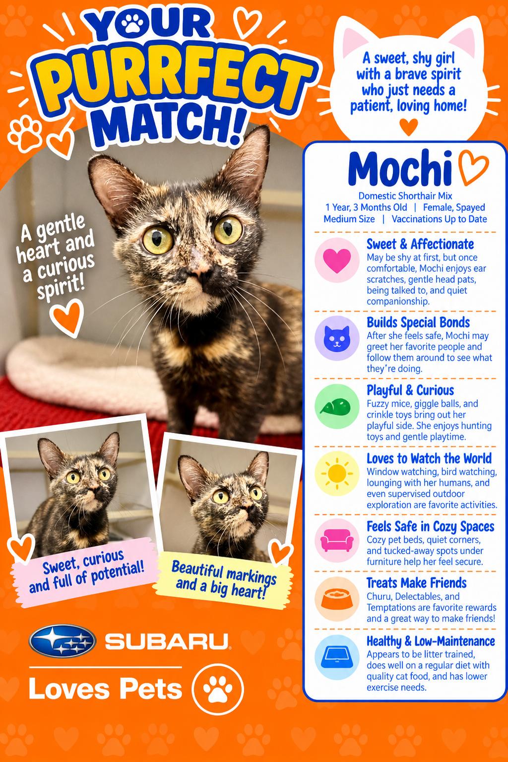 Enlarge Mochi, a Adoptable Domestic Short Hair in Winter Haven, FL image 1/6