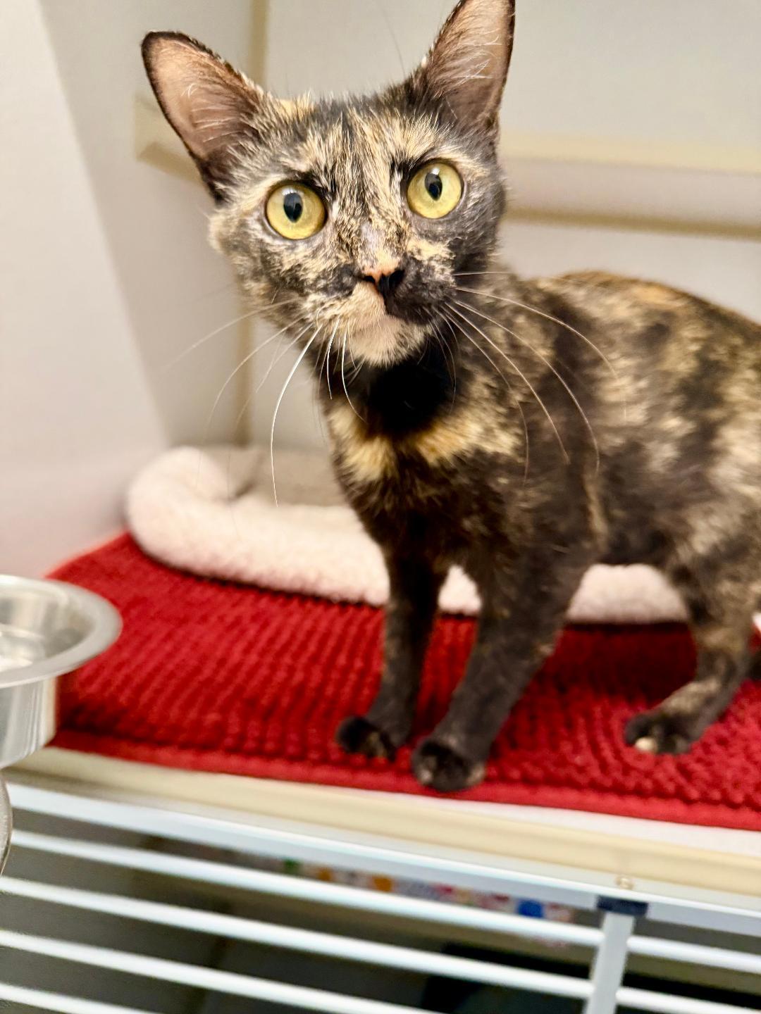 Mochi, adoptable, Young Female Domestic Short Hair.