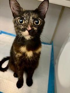 Enlarge Mochi, an adoptable Domestic Short Hair in Winter Haven, FL image 5/5
