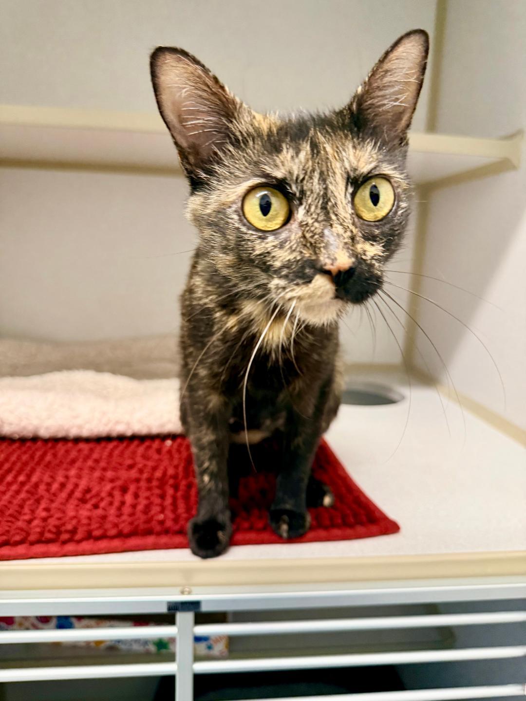Enlarge Mochi, an adoptable Domestic Short Hair in Winter Haven, FL image 2/5