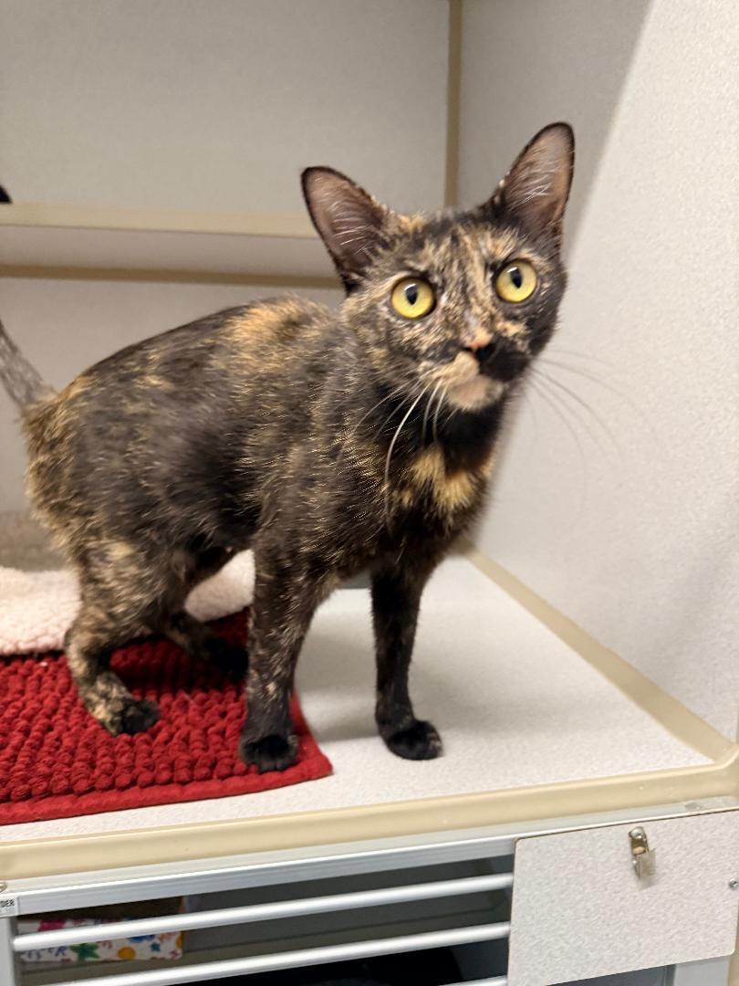 Enlarge Mochi, an adoptable Domestic Short Hair in Winter Haven, FL image 3/5