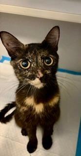 Enlarge Mochi, an adoptable Domestic Short Hair in Winter Haven, FL image 4/5