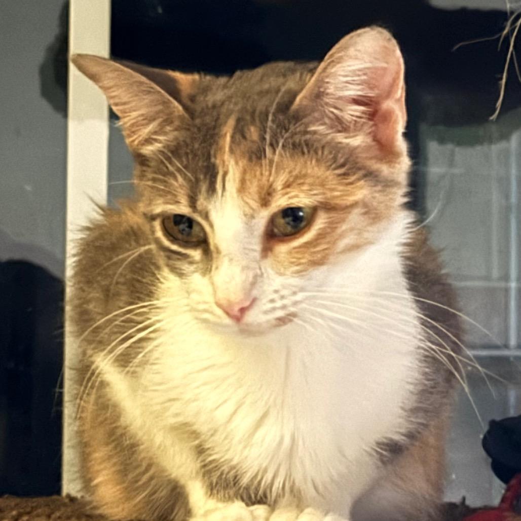 Nebula, Adoptable, Young Female Domestic Short Hair.