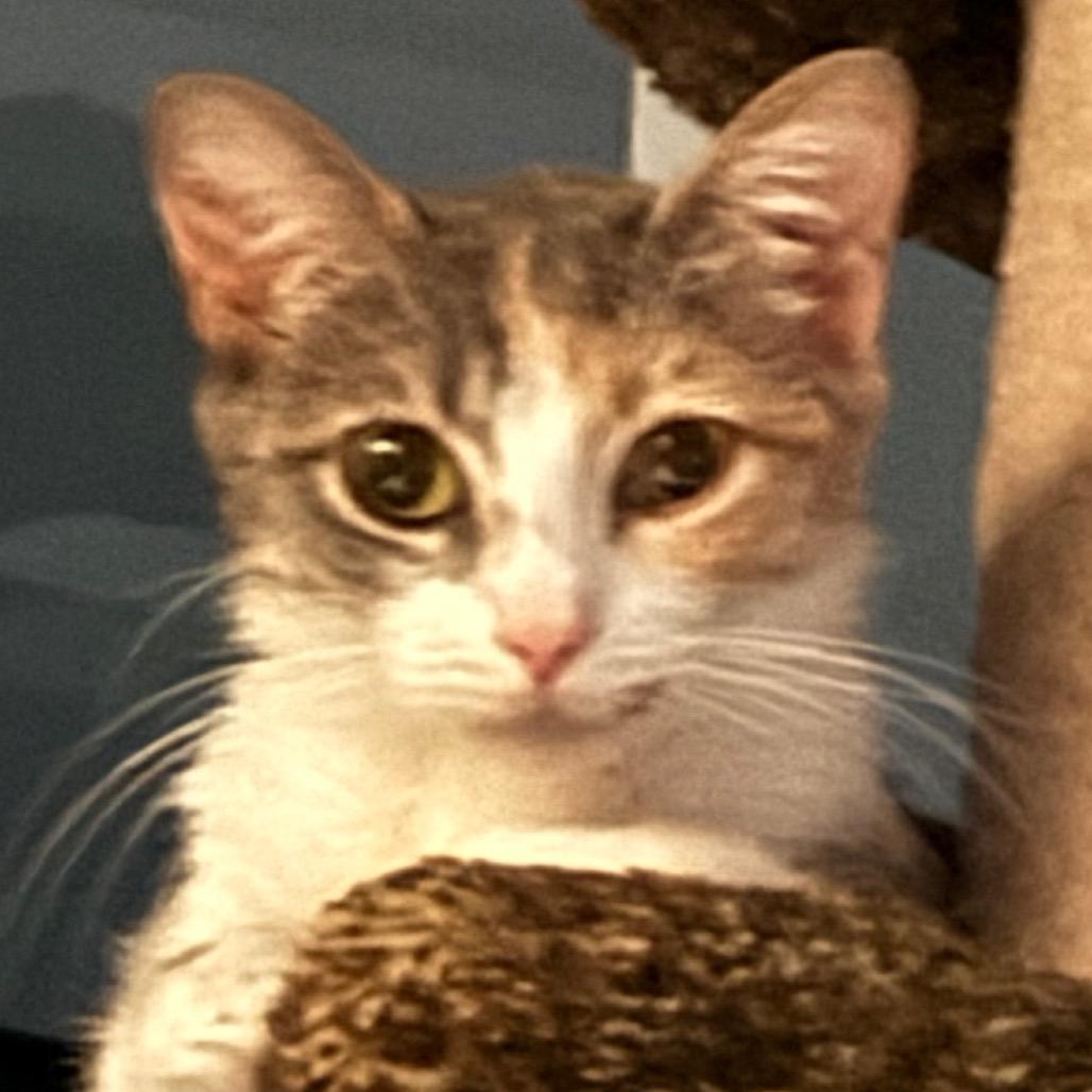 Nebula, a Adoptable Domestic Short Hair in Huntsville, AL image 2/6