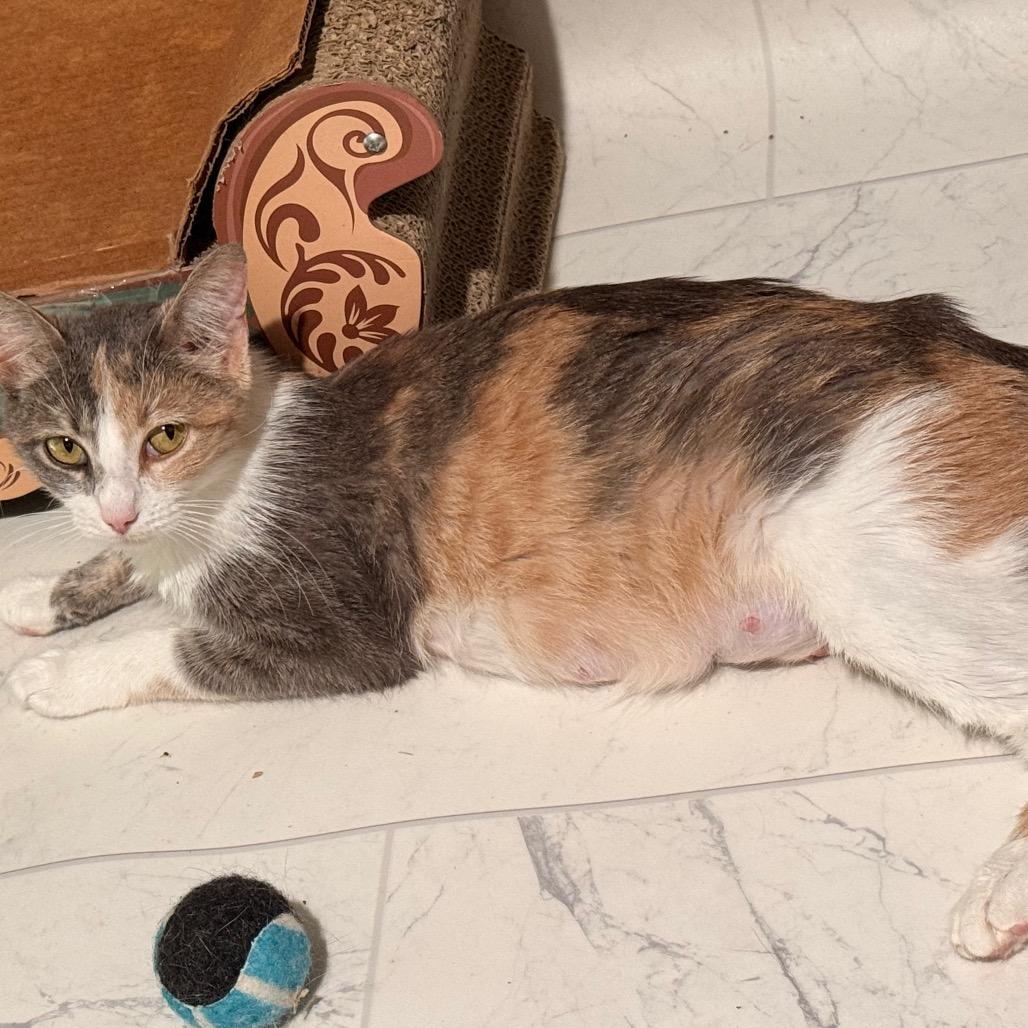 Nebula, a Adoptable Domestic Short Hair in Huntsville, AL image 3/6