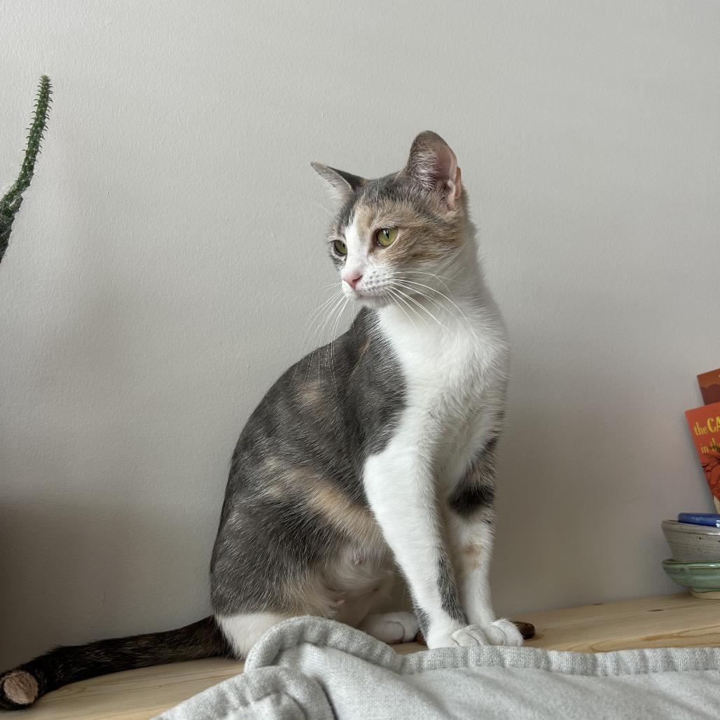 Nebula, a Adoptable Domestic Short Hair in Huntsville, AL image 4/6