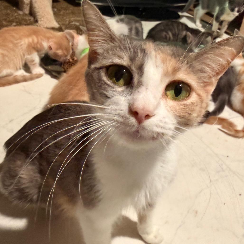 Nebula, a Adoptable Domestic Short Hair in Huntsville, AL image 5/6