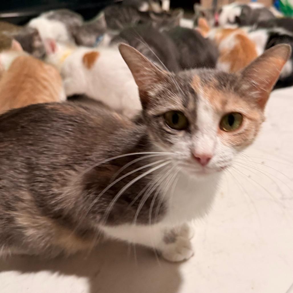 Nebula, a Adoptable Domestic Short Hair in Huntsville, AL image 6/6
