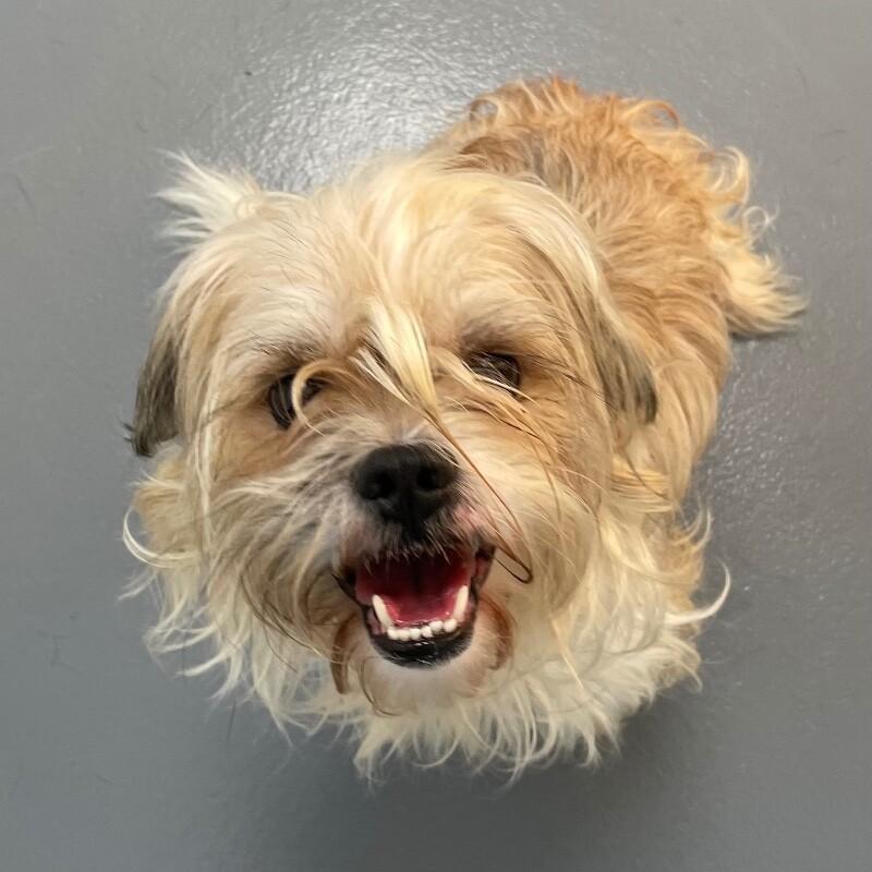Jonagold, Adoptable, Adult Male Shih Tzu & Mixed Breed.