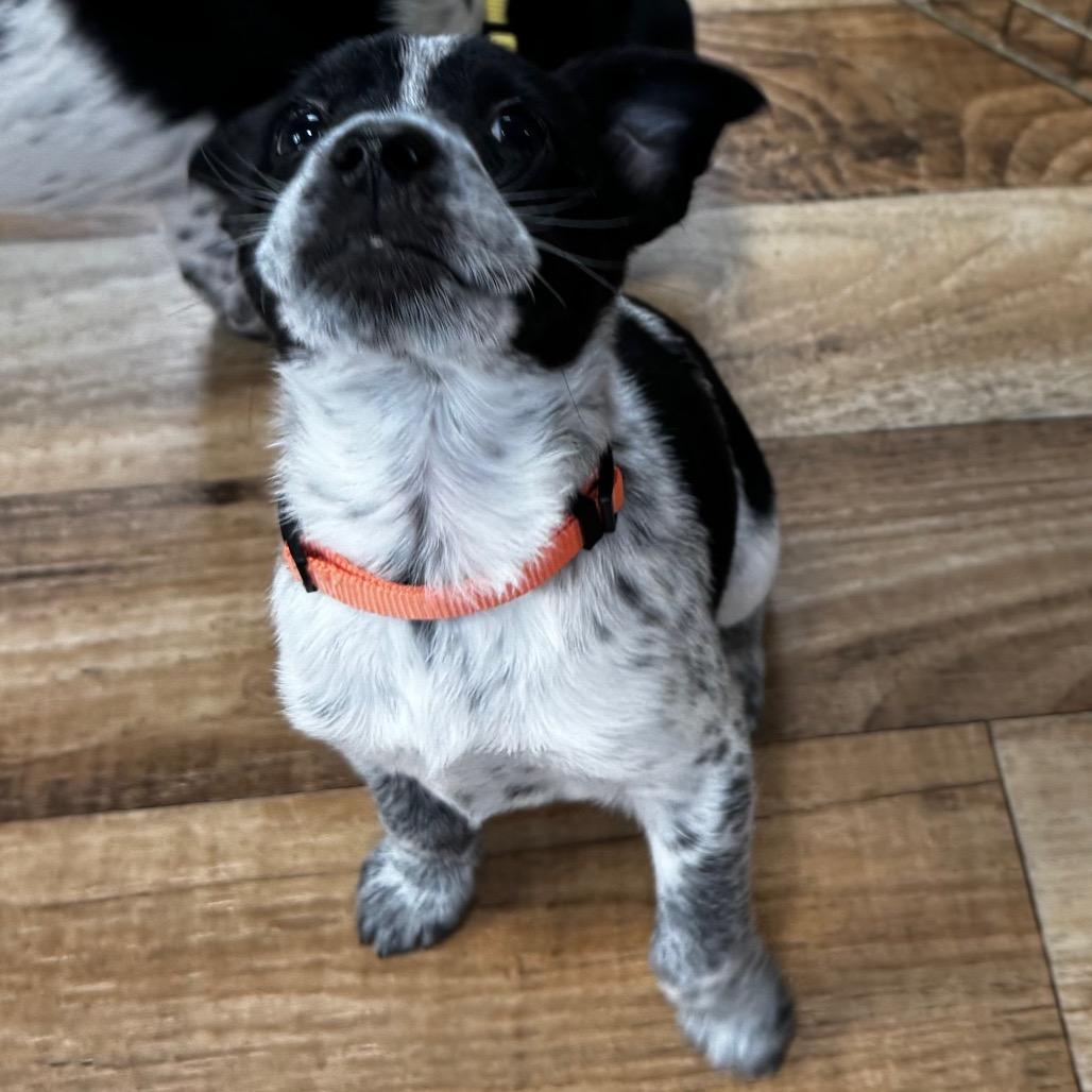 Freya *Adoption Pending*, Adoptable, Puppy Female Feist.