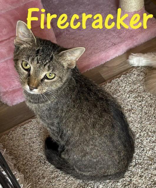Enlarge Firecracker, a Adoptable Domestic Short Hair in Bloomington, IL image 1/1