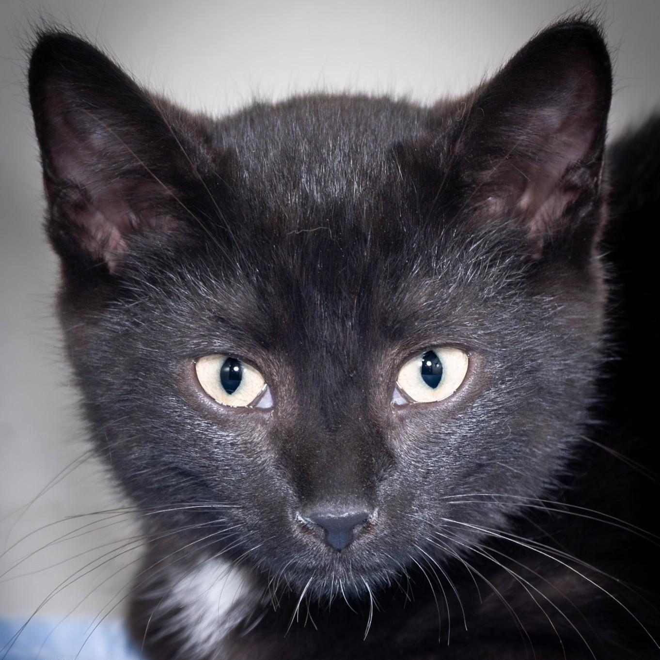 Mister, an adopted Domestic Short Hair in Victor, NY image 1/4