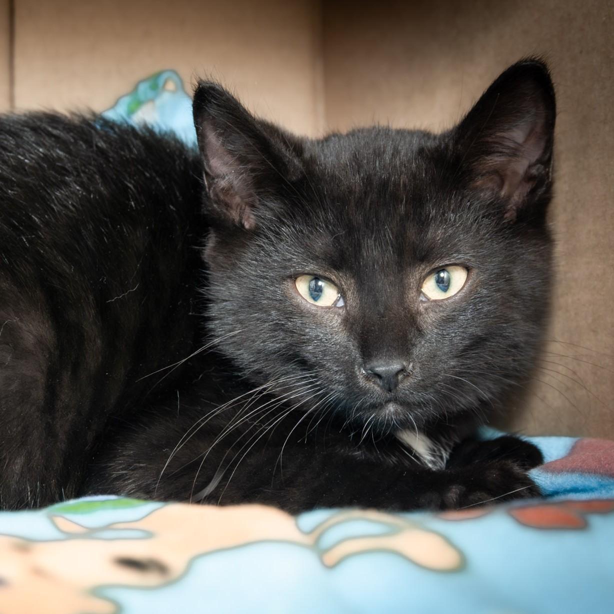 Mister, an adopted Domestic Short Hair in Victor, NY image 2/4