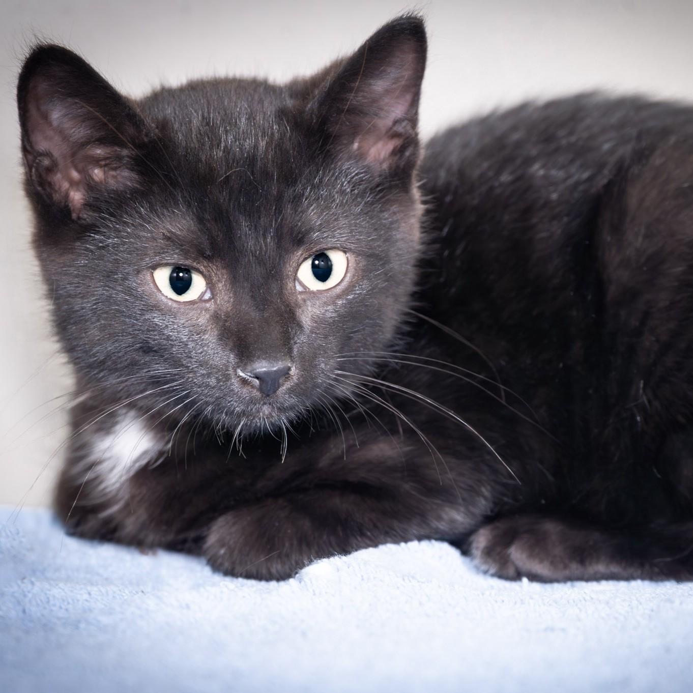 Mister, an adopted Domestic Short Hair in Victor, NY image 3/4