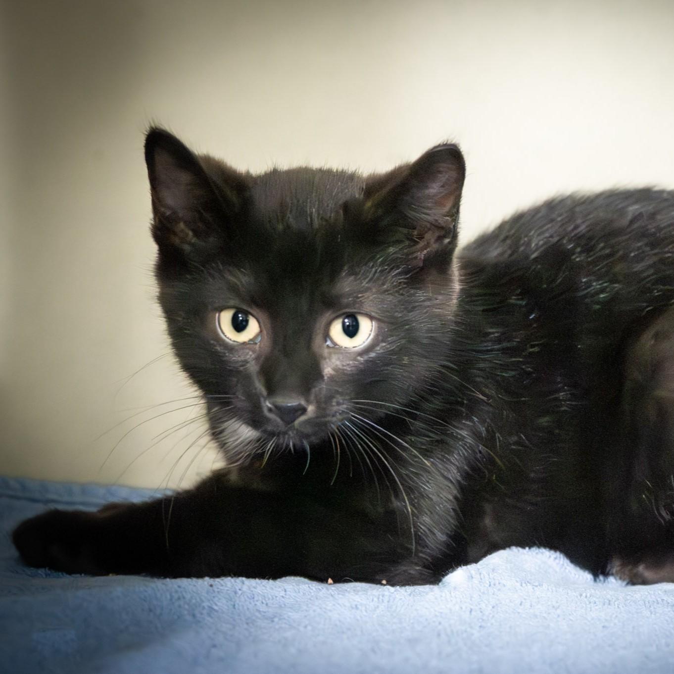Mister, an adopted Domestic Short Hair in Victor, NY image 4/4