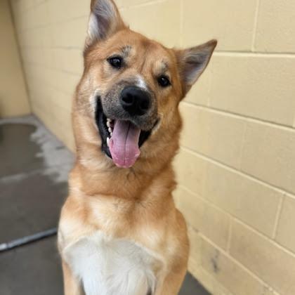 Big Cheese, a Adoptable Mixed Breed in Spokane, WA image 1/6