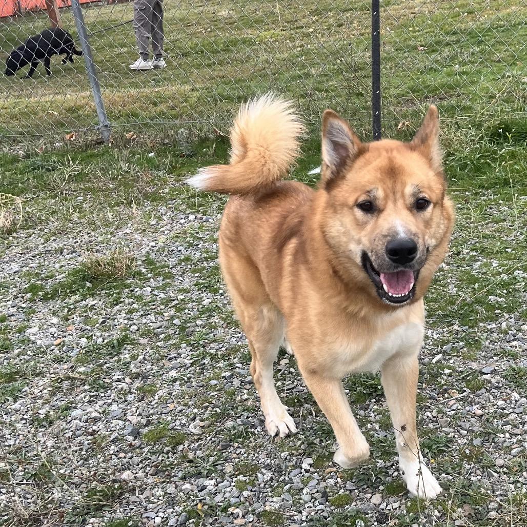 Big Cheese, a Adoptable Mixed Breed in Spokane, WA image 2/6