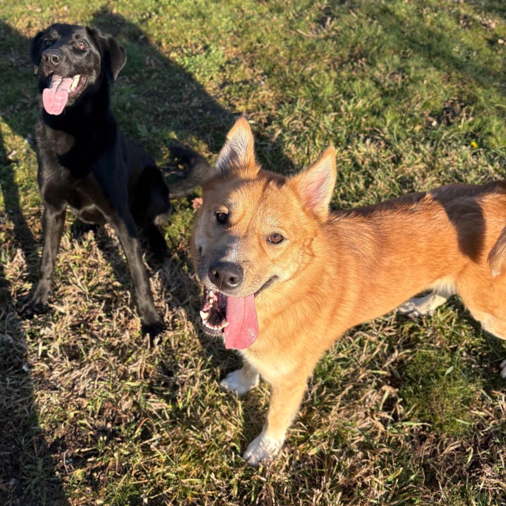 Big Cheese, a Adoptable Mixed Breed in Spokane, WA image 3/6