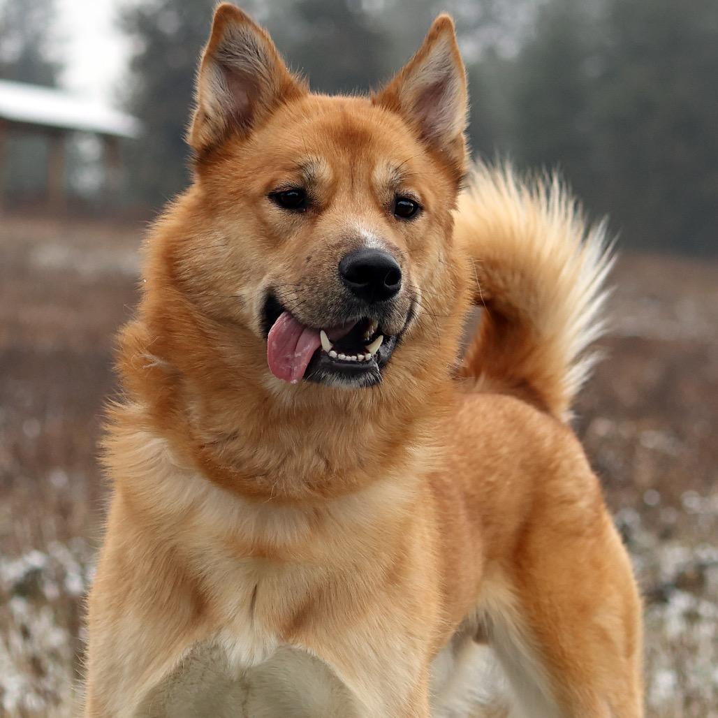 Big Cheese, a Adoptable Mixed Breed in Spokane, WA image 4/6