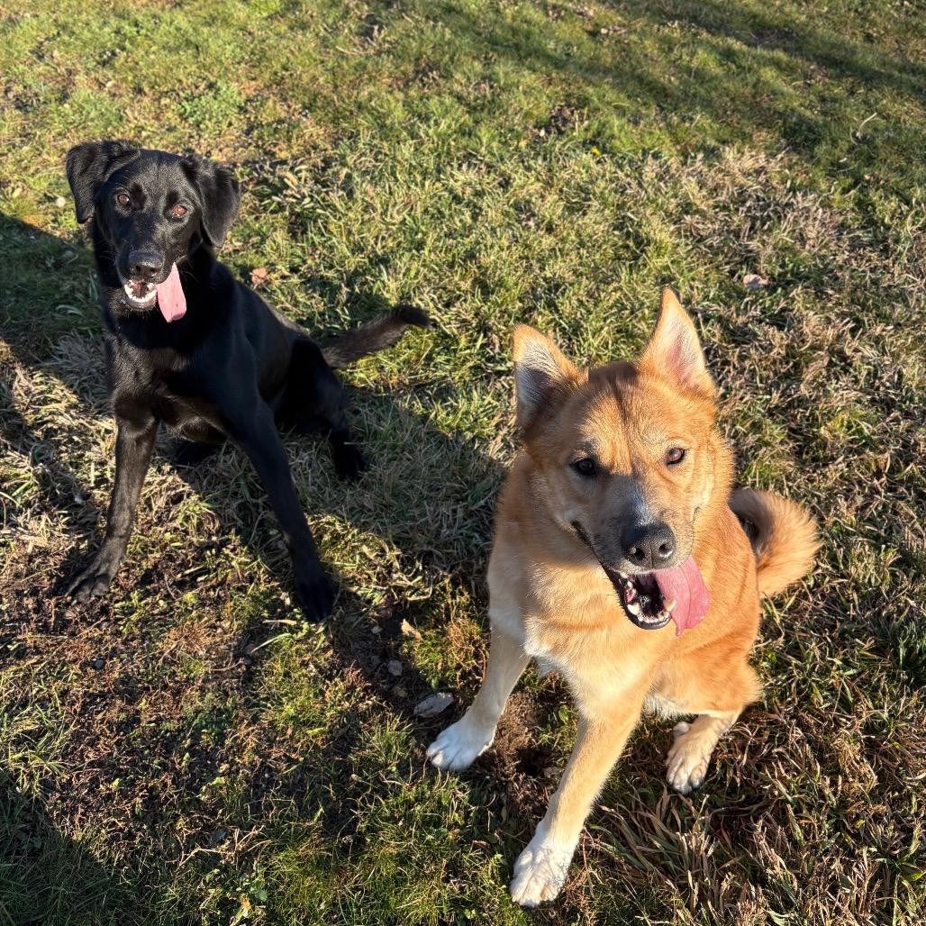 Big Cheese, a Adoptable Mixed Breed in Spokane, WA image 5/6