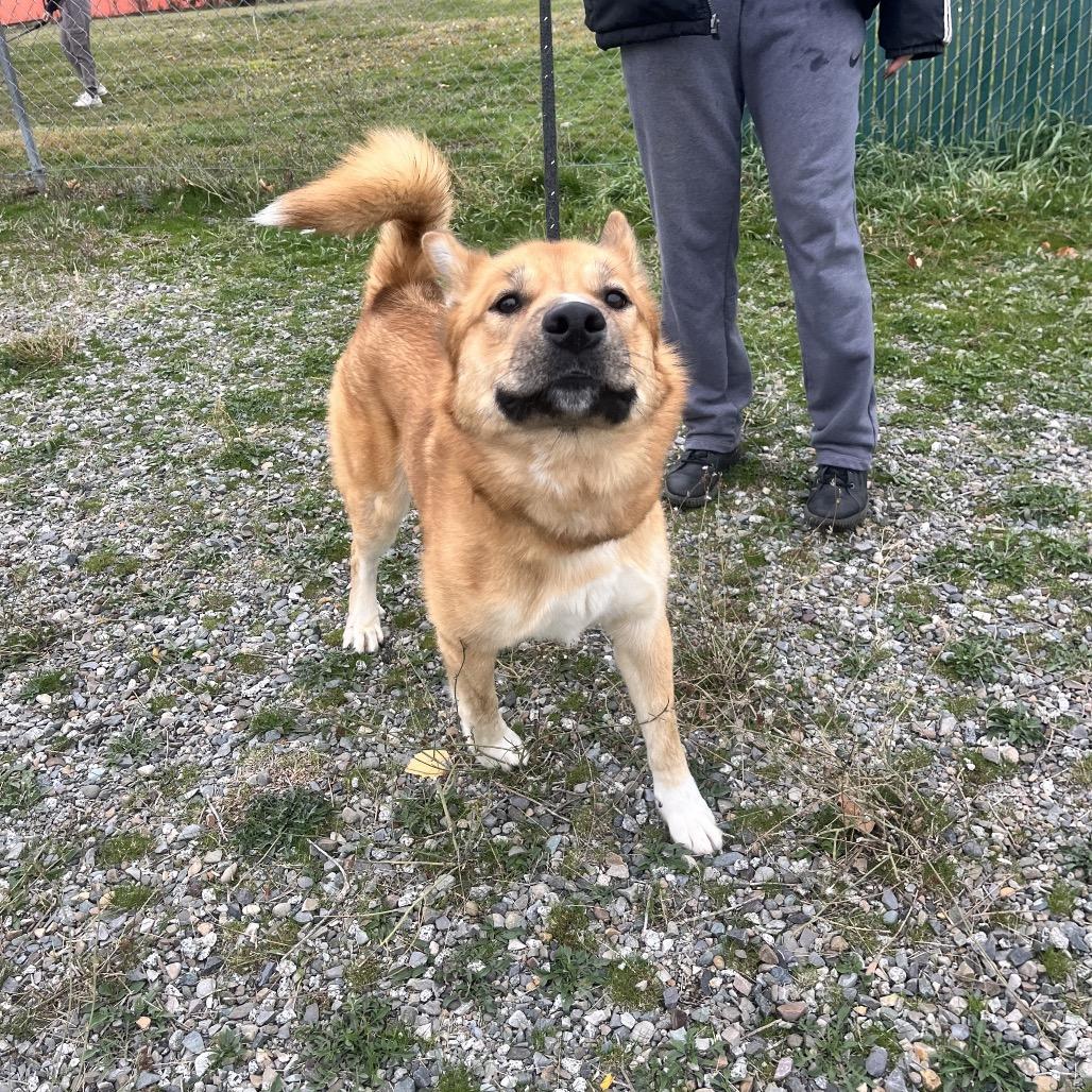 Big Cheese, a Adoptable Mixed Breed in Spokane, WA image 6/6