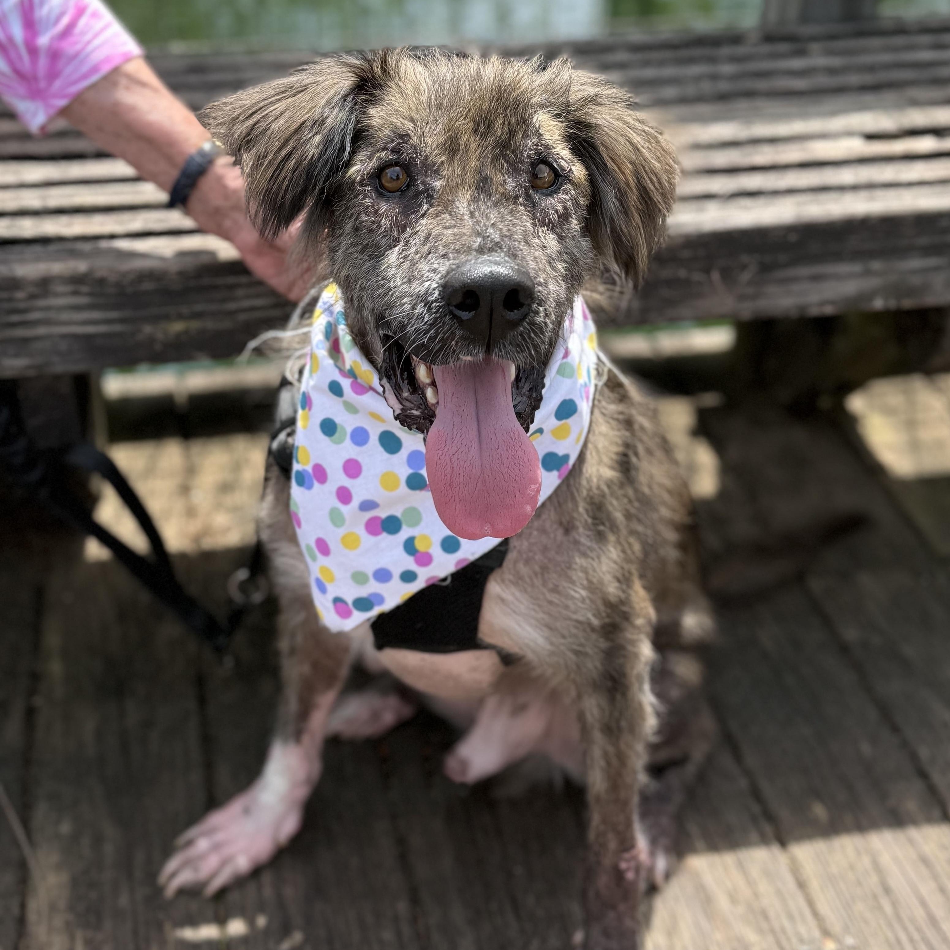 Russell, Adult Male Mixed Breed