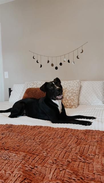 KAGE, Adoptable, Young Male Mixed Breed.
