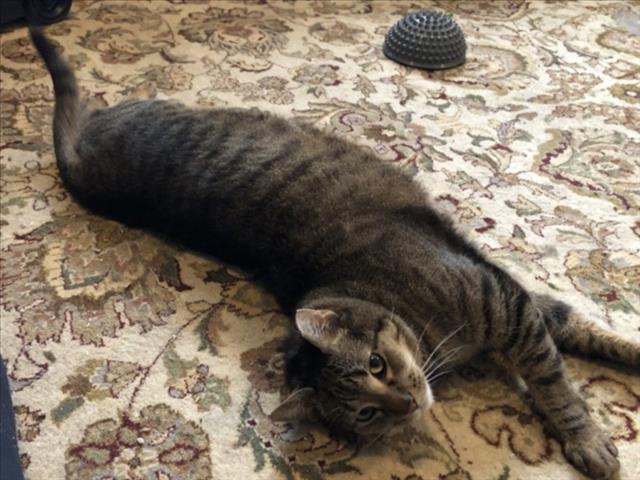 Enlarge WILLOW, a Adoptable Domestic Short Hair in Derwood, MD image 1/1