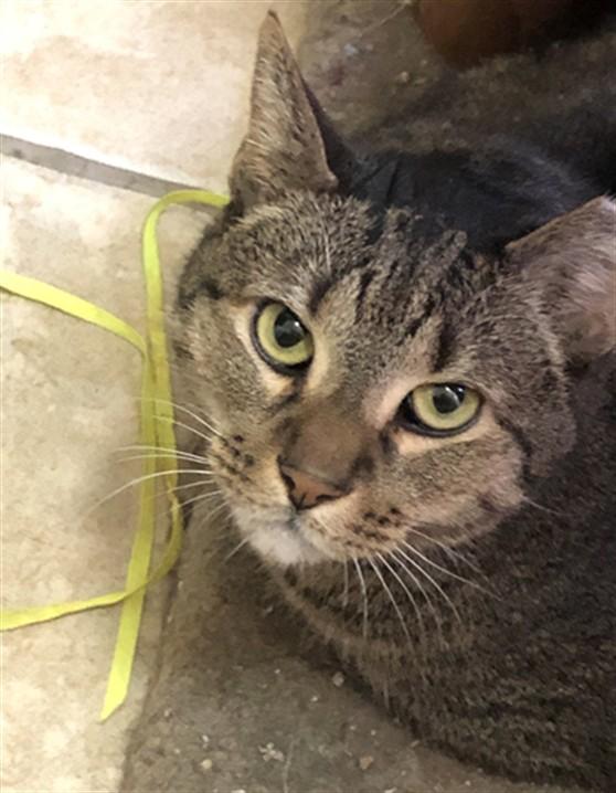 WILLOW, Adoptable, Adult Male Domestic Short Hair.