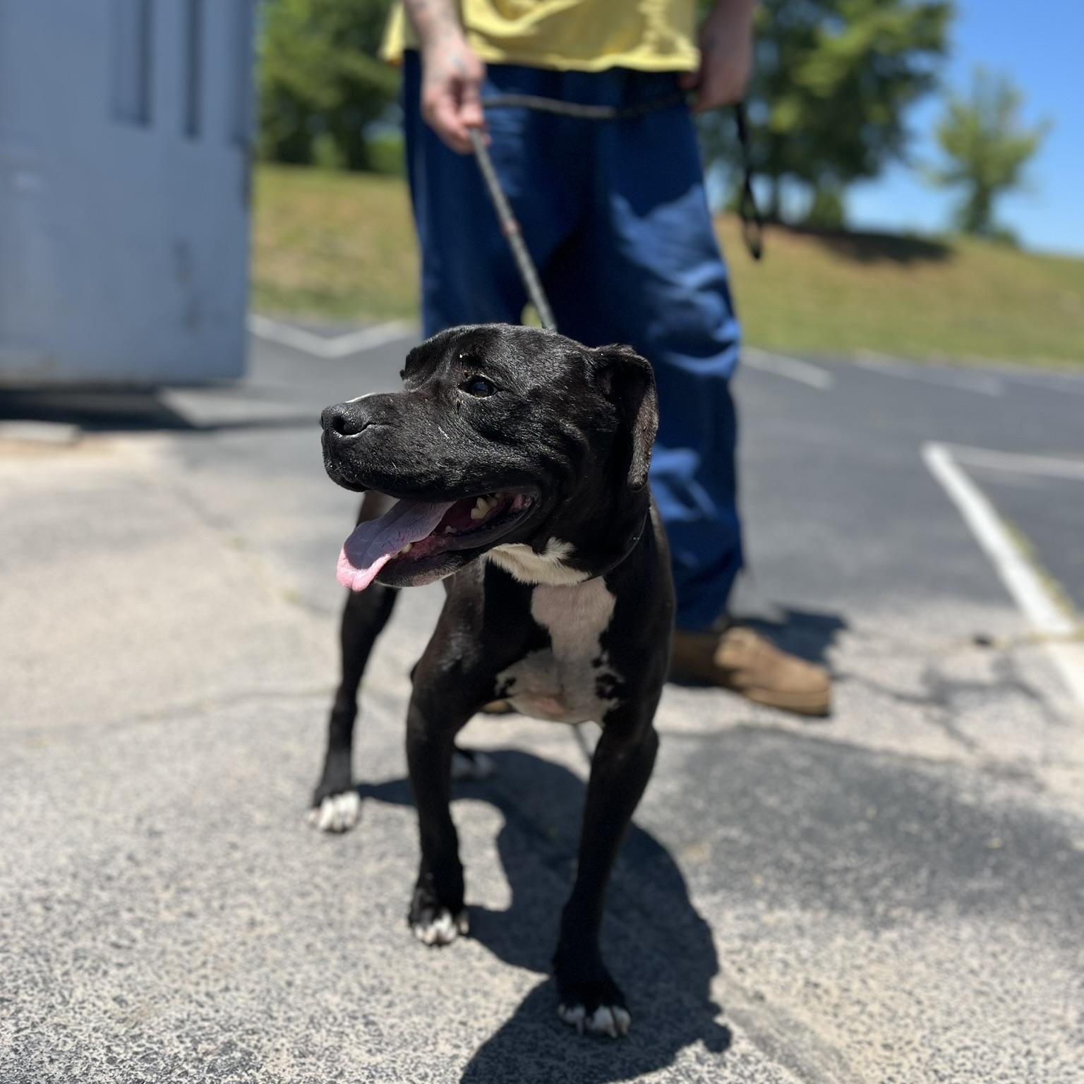 Laika, a ADOPTABLE mixed breed in Martinsville, VA image 2/4