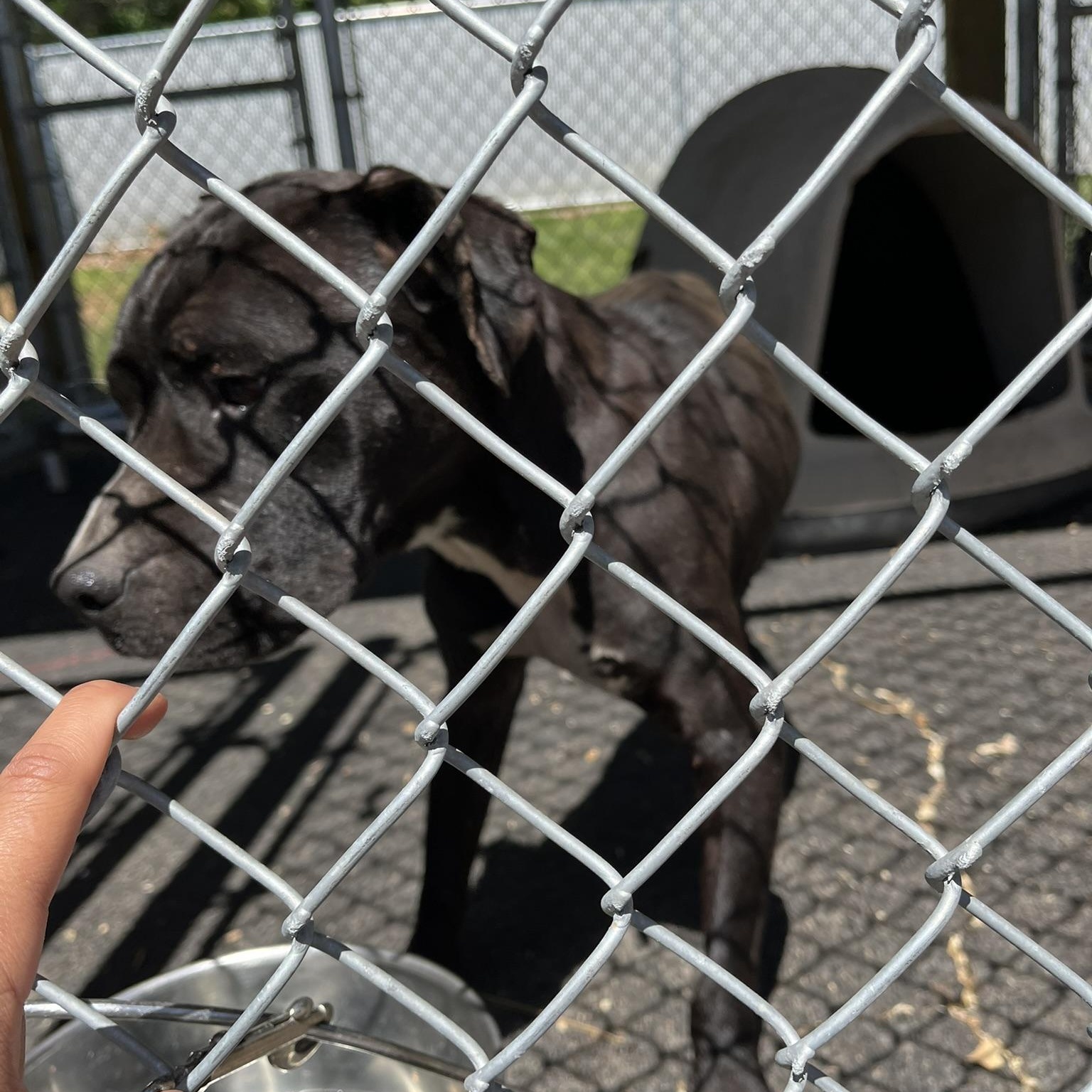Laika, a ADOPTABLE mixed breed in Martinsville, VA image 4/4