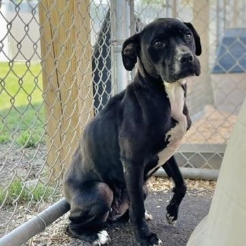 Laika, a ADOPTABLE mixed breed in Martinsville, VA image 1/4