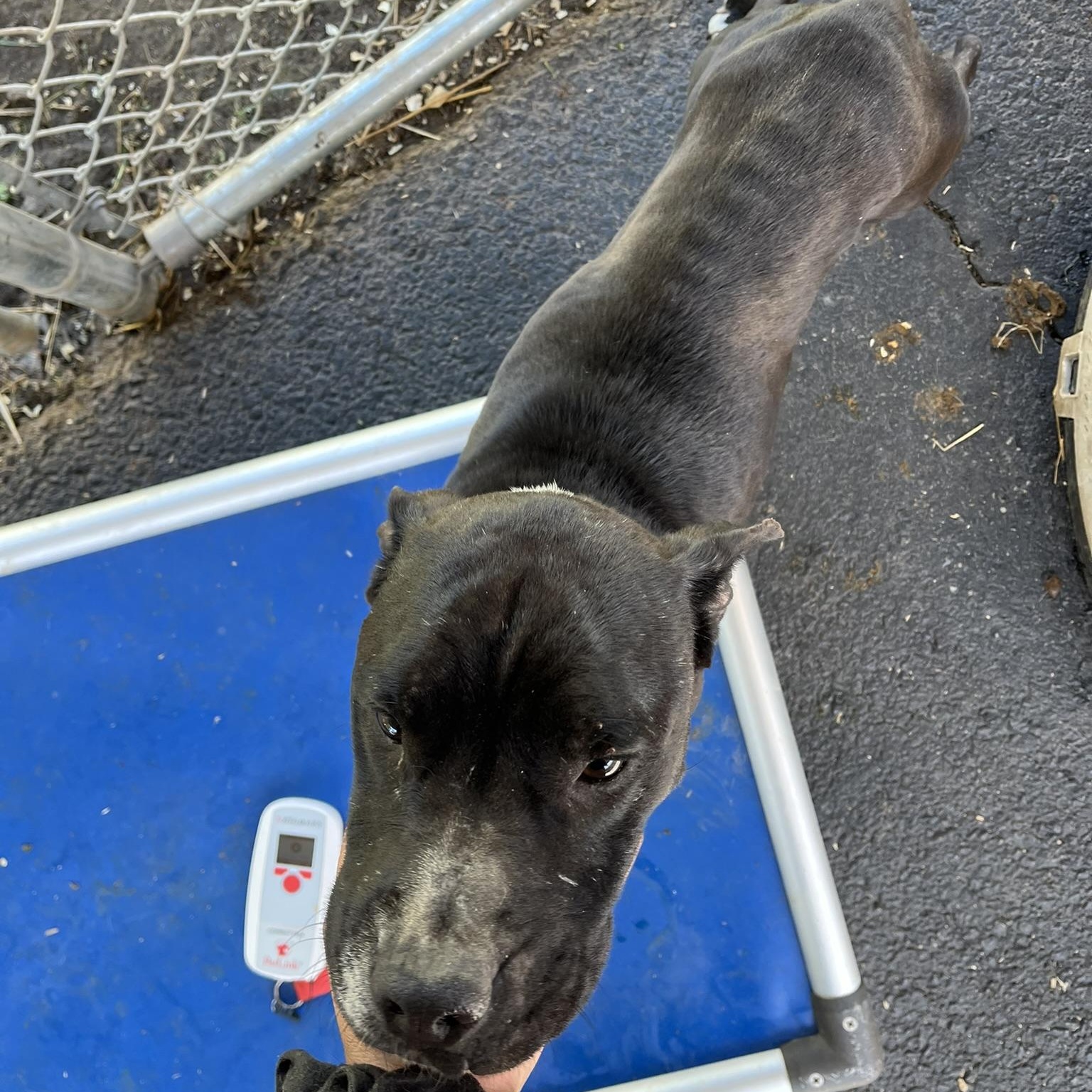 Laika, a ADOPTABLE mixed breed in Martinsville, VA image 3/4
