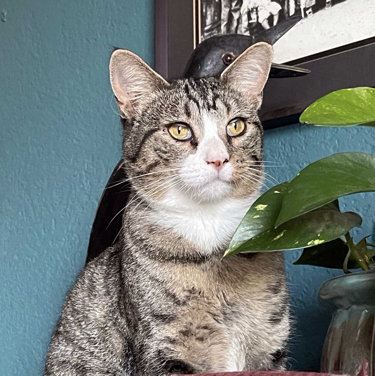 Enlarge Fuego, a Adopted Tabby in Ruidoso, NM image 1/4