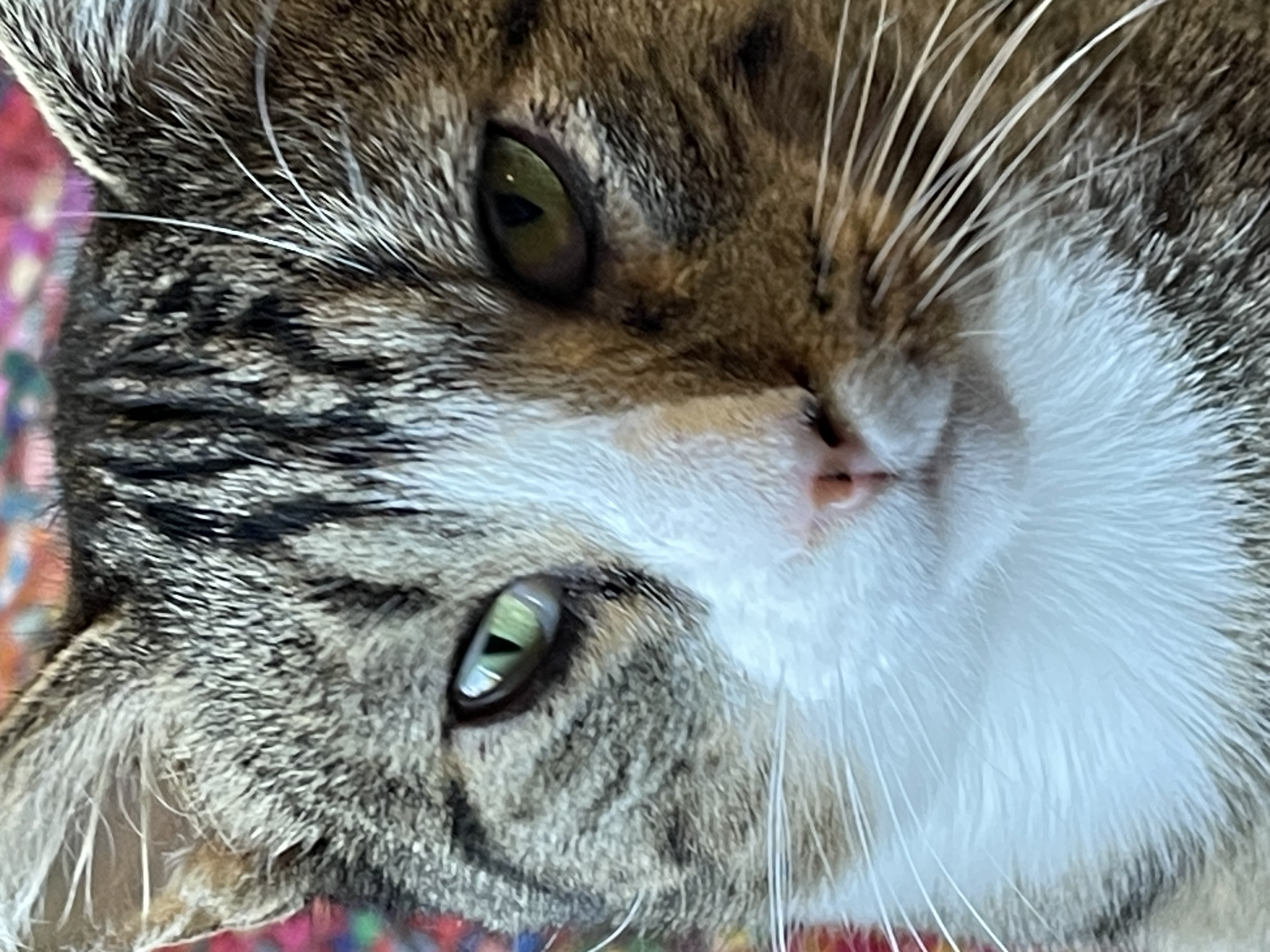 Enlarge Fuego, a Adopted Tabby in Ruidoso, NM image 2/4