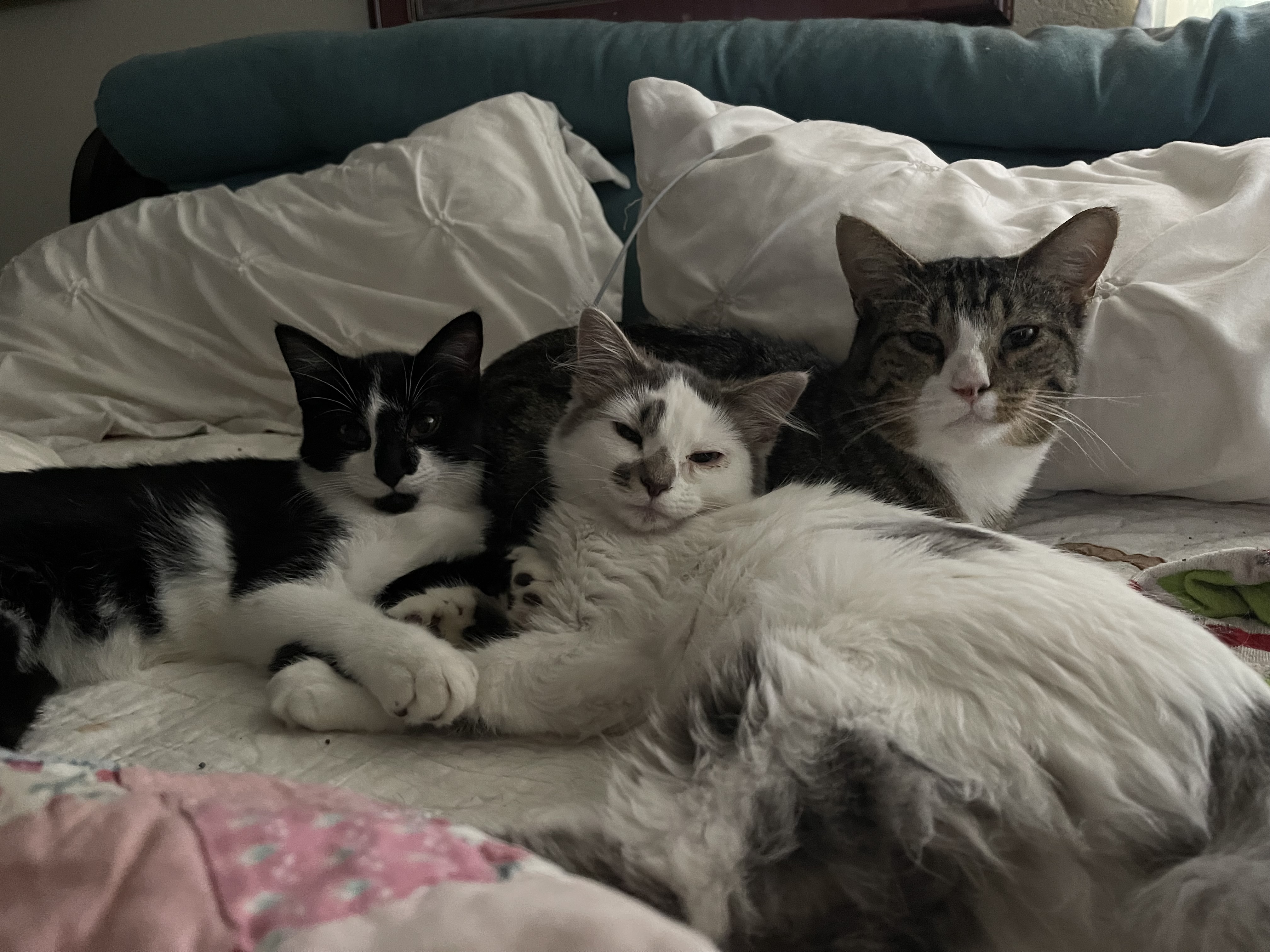 Enlarge Fuego, a Adopted Tabby in Ruidoso, NM image 3/4