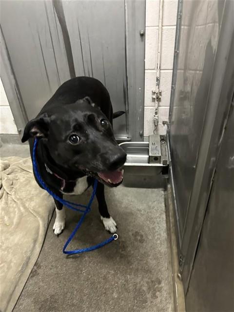 Enlarge SHELBIE, a Adoptable Pit Bull Terrier in Sacramento, CA image 1/1