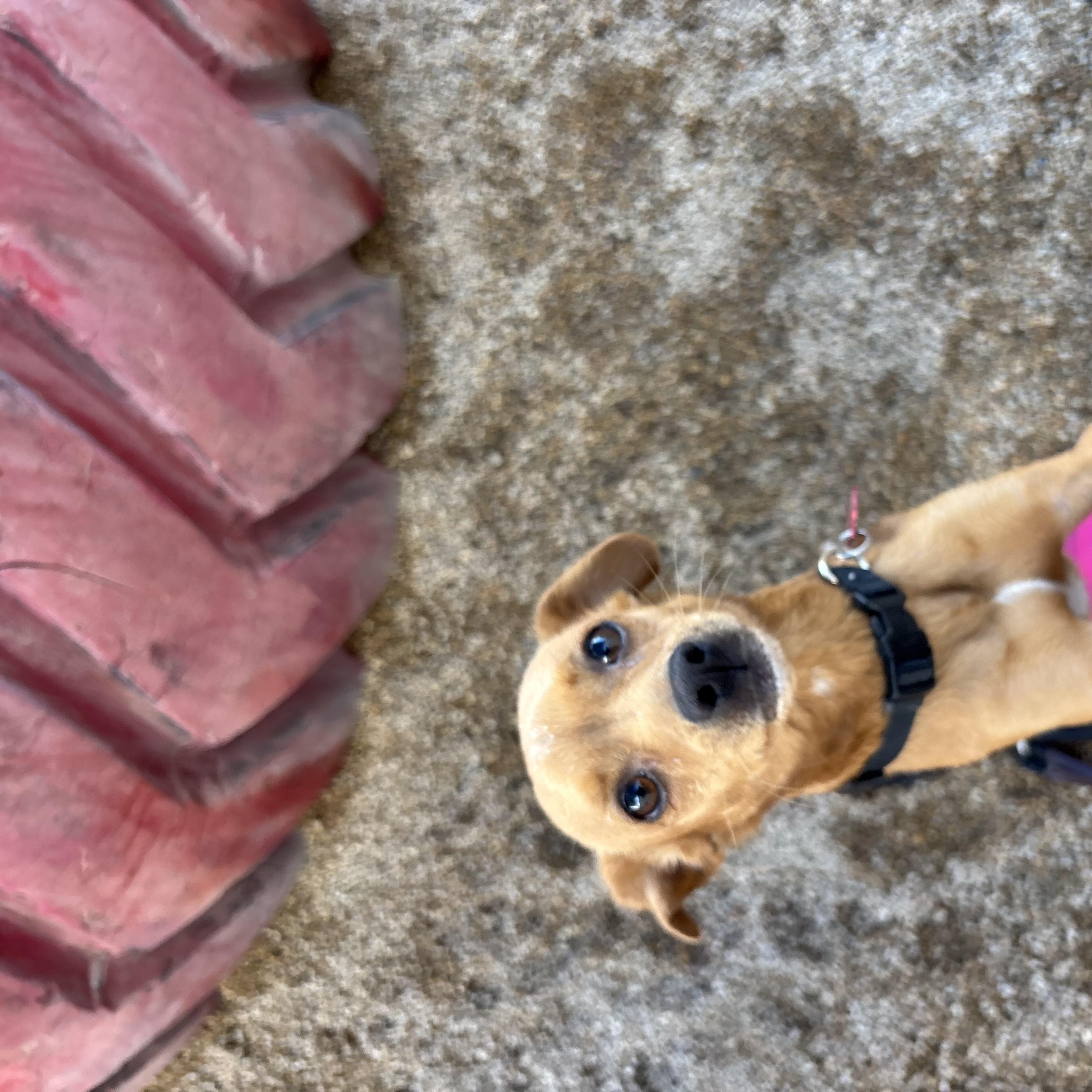 Enlarge Chiquis, a Adoptable mixed breed in Phoenix, AZ image 4/4