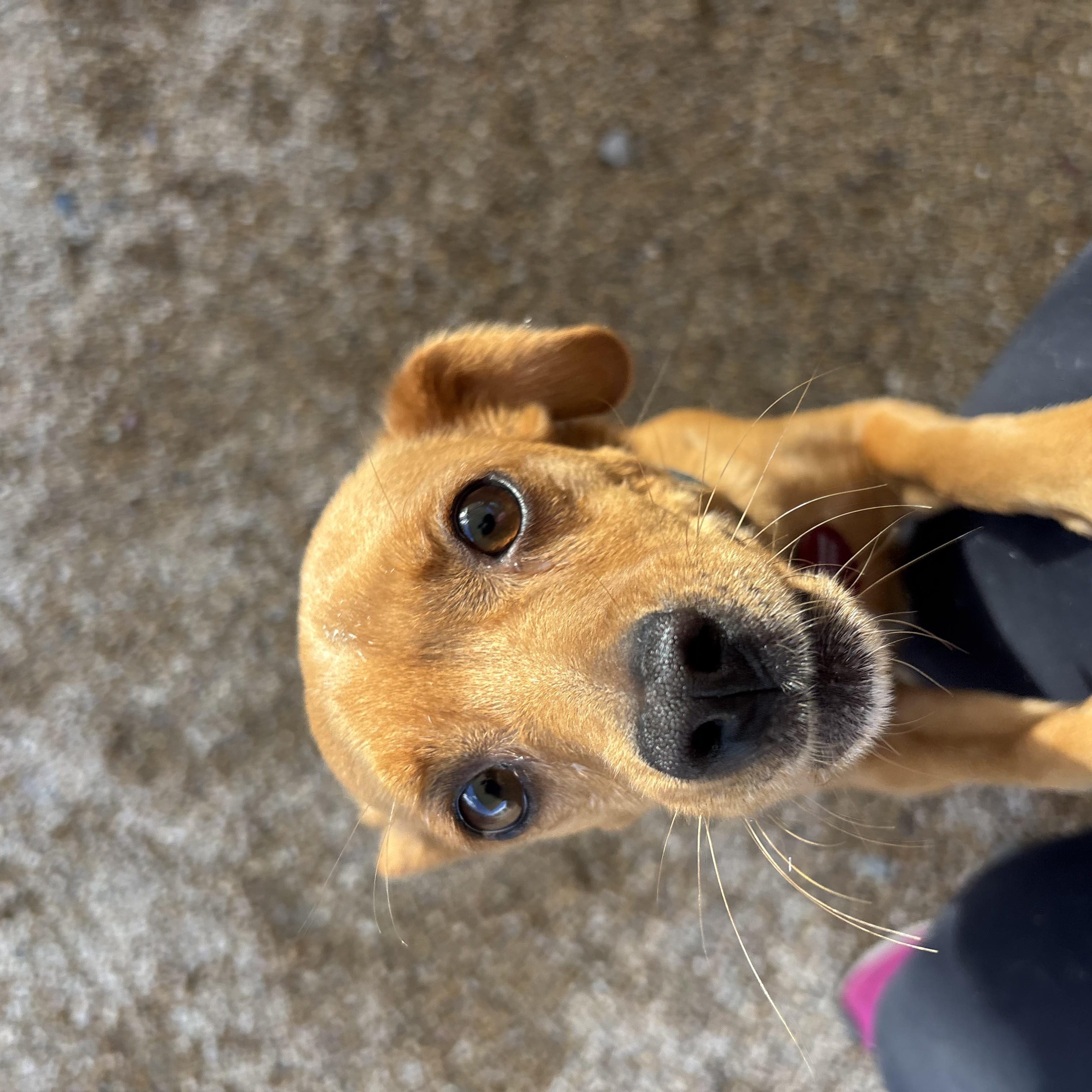 Enlarge Chiquis, a Adoptable mixed breed in Phoenix, AZ image 3/4