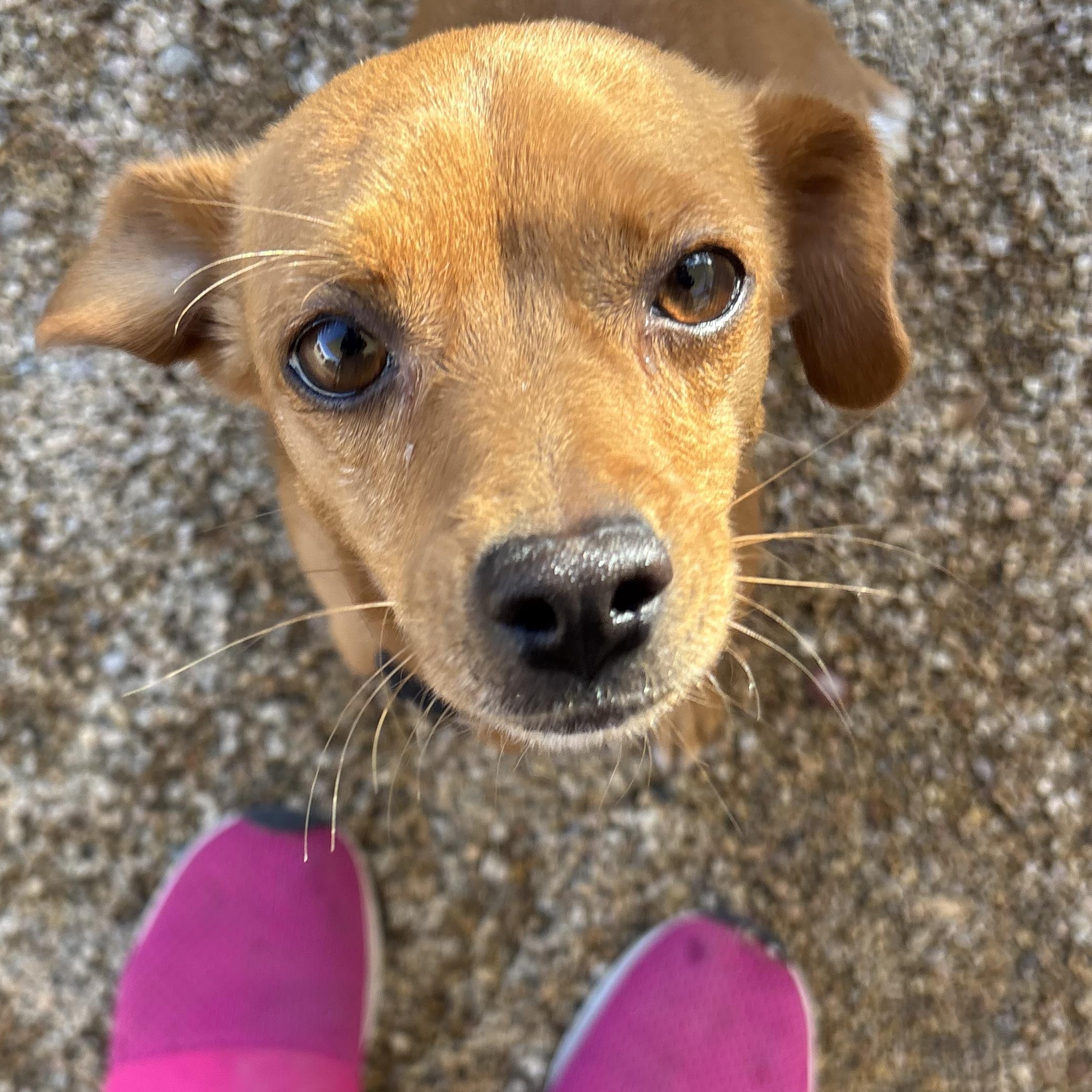 Chiquis, Adoptable, Young Female Chihuahua.