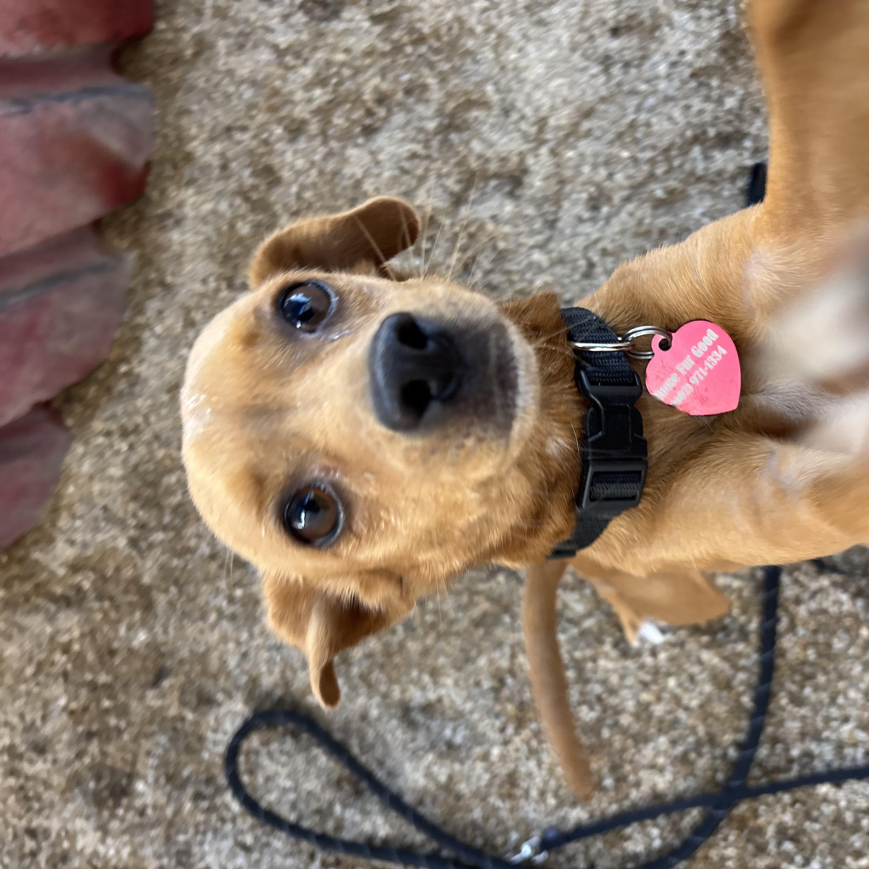 Enlarge Chiquis, a Adoptable mixed breed in Phoenix, AZ image 2/4