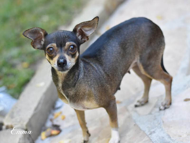 Enlarge Emma (Chi Family) bonded with Chata, must be adopted together, a Adoptable mixed breed in Brewster , NY image 1/5
