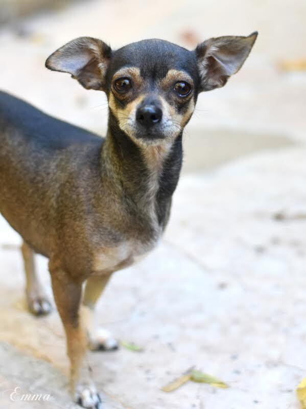 Enlarge Emma (Chi Family) bonded with Chata, must be adopted together, a Adoptable mixed breed in Brewster , NY image 2/5