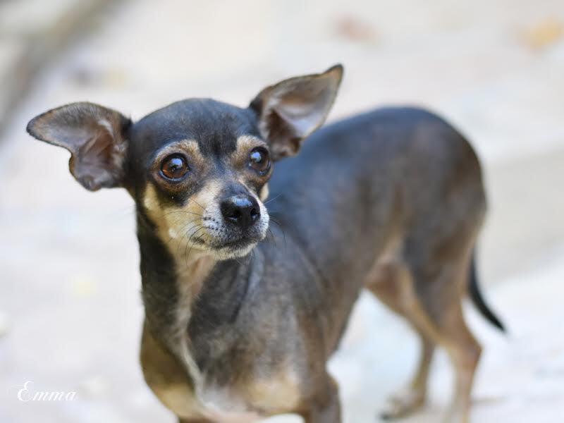 Enlarge Emma (Chi Family) bonded with Chata, must be adopted together, a Adoptable mixed breed in Brewster , NY image 3/5